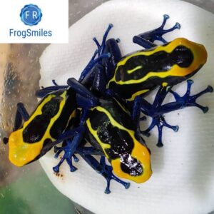 Our reptiles - Buy Frogs Online | Buy Toads Online