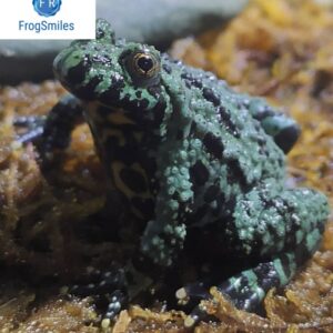 fire belly toad for sale