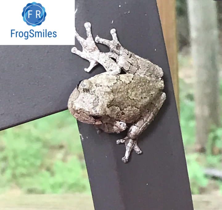 gray tree frog for sale - Buy Frogs Online | Buy Toads Online