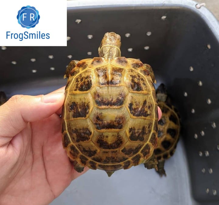 russian tortoise for sale near me - Buy Frogs Online | Buy Toads Online