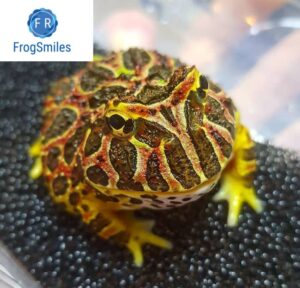 ornate pacman frog for sale