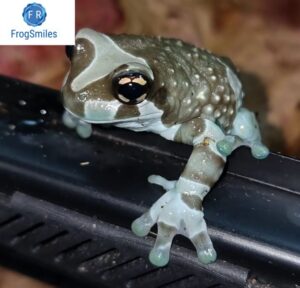 Amazon Milk Frog for sale - Buy Frogs Online | Buy Toads Online