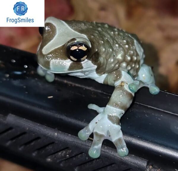 Amazon Milk Frog for sale Buy Frogs Online Buy Toads Online