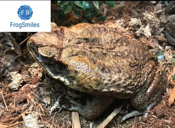 cane toad for sale - Buy Frogs Online | Buy Toads Online