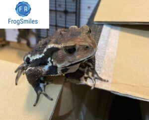 Japanese Toad For Sale