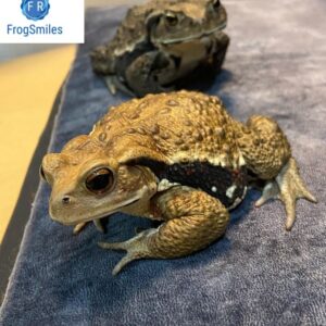 Japanese Toad For Sale