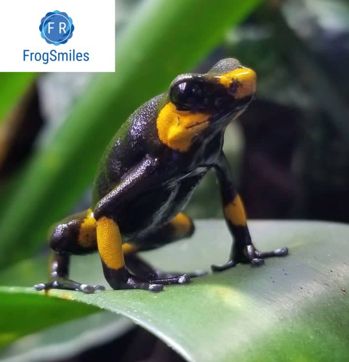 oophaga lehmanni for sale - Buy Frogs Online | Buy Toads Online