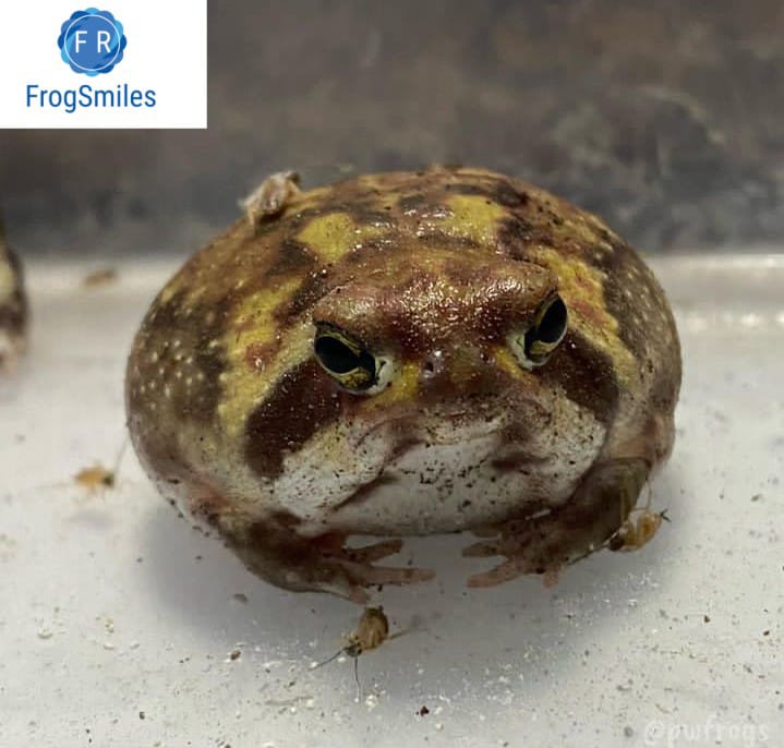 rain frog for sale - Buy Frogs Online | Buy Toads Online