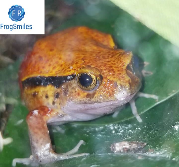 tomato frog for sale - Buy Frogs Online | Buy Toads Online