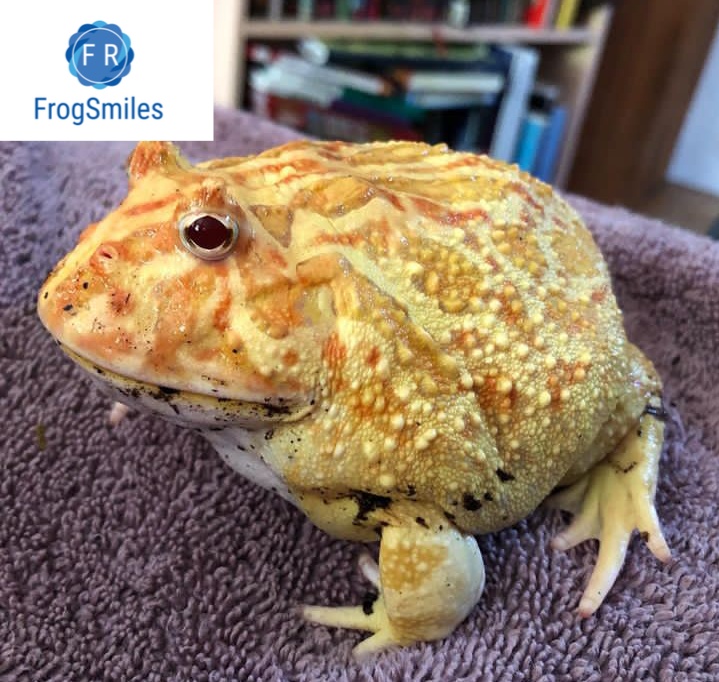 albino pacman frog - Buy Frogs Online | Buy Toads Online