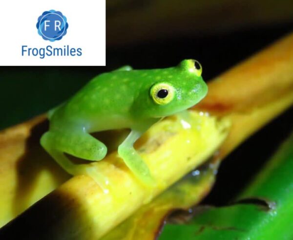 glass tree frog - Buy Frogs Online | Buy Toads Online