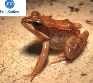 wood frog for sale - Buy Frogs Online | Buy Toads Online