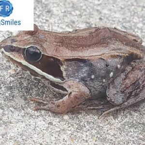 wood frog for sale