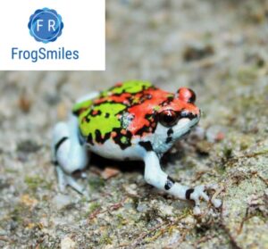 malagasy rainbow frog for sale