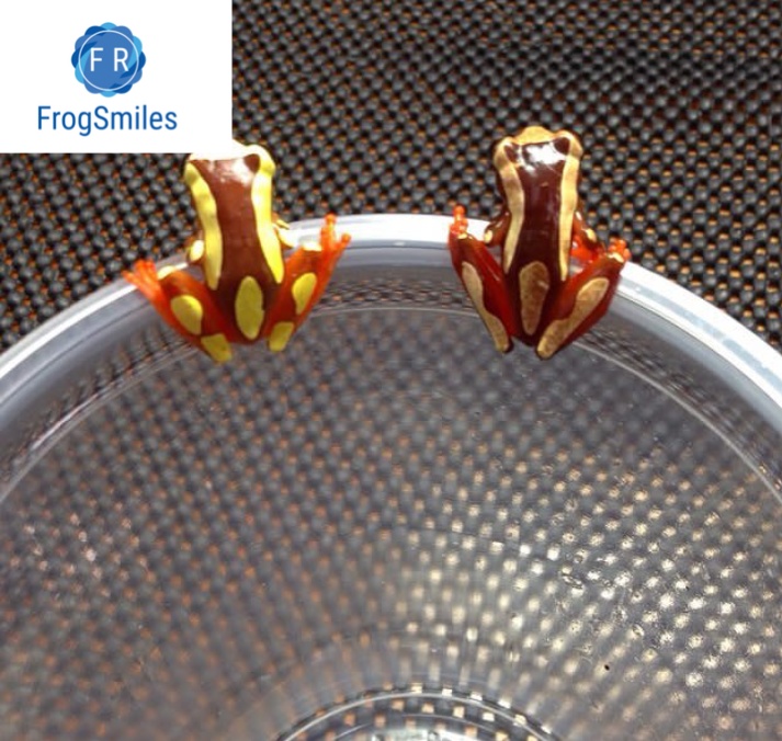 clown tree frog - Buy Frogs Online | Buy Toads Online