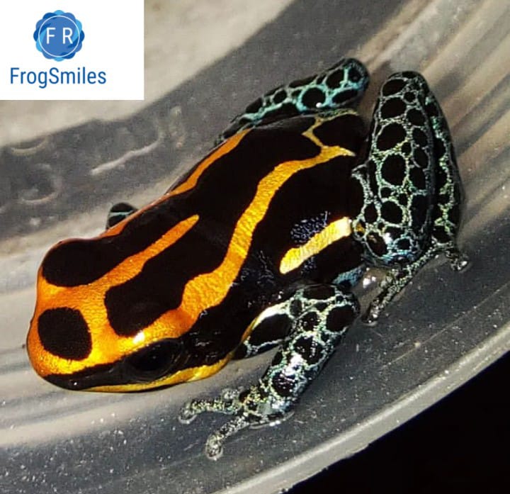 Ranitomeya amazonica Blue Leg - Buy Frogs Online | Buy Toads Online