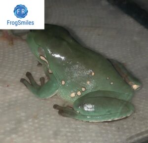 snowflake white tree frog for sale