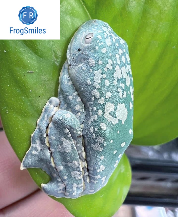 Fringed Leaf Frog - Buy Frogs Online | Buy Toads Online