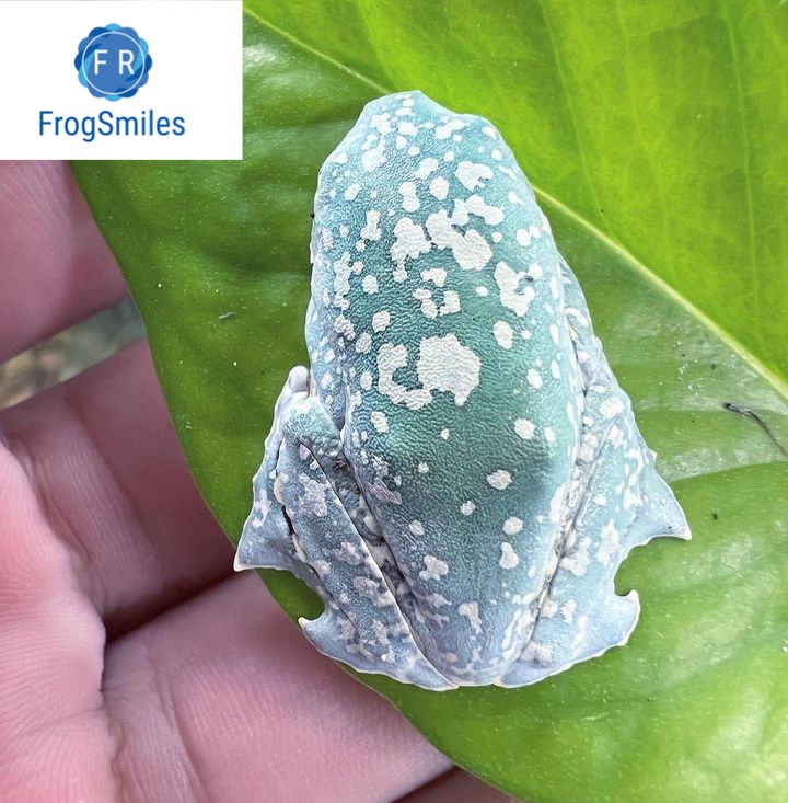 Fringed Leaf Frog - Buy Frogs Online | Buy Toads Online