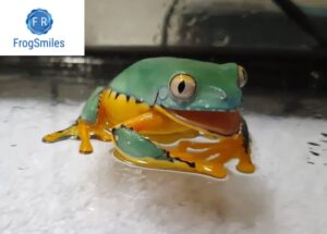 splendid leaf frog for sale