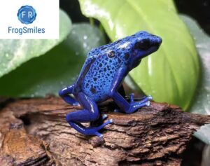 Blue Poison Dart frogs for sale