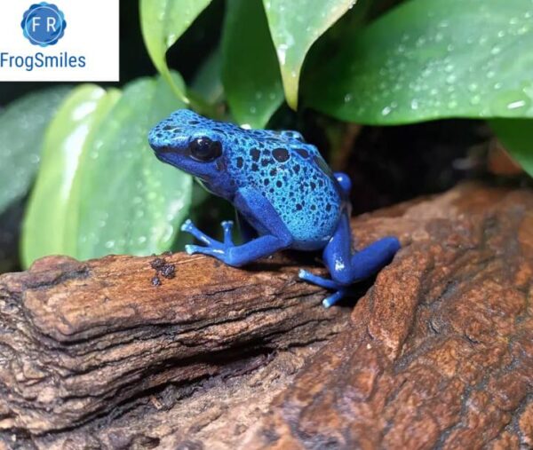 Blue Poison Dart frogs for sale