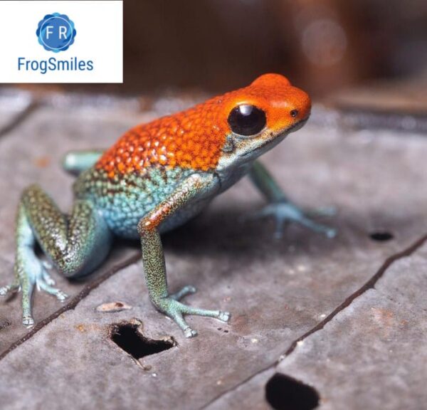 granular poison frog for sale
